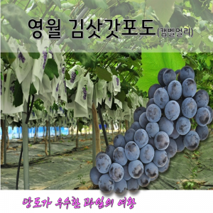 [명절선물] 영월 김삿갓포도 4k(에어셀포장)캠벨얼리 고당도 프리미엄 포도